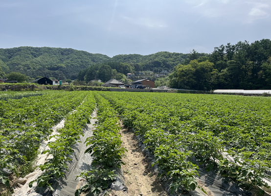 ▲ 감자밭. ⓒ경기도농업기술원 제공