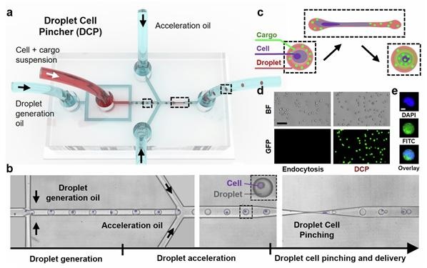 ▲ a: DCP 플랫폼의 모식도. b: DCP 플랫폼의 실제 현미경 이미지. c: 액적 내 물질이 세포 내로 전달되는 메커니즘. d: DCP 플랫폼을 통한 전달 이후의 형광 이미지.ⓒ고려대