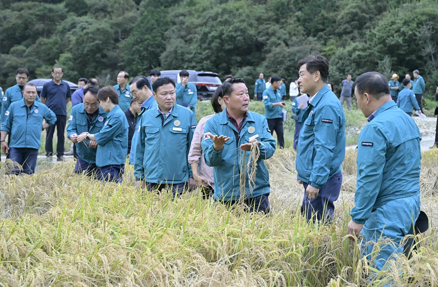 ▲ 최영일 순창군수와 김관영 전북도지사가 지난 22일 순창군 구림면 벼멸구 피해 현장을 방문해 피해 상황을 살피며 점검하고 있다.ⓒ순창군