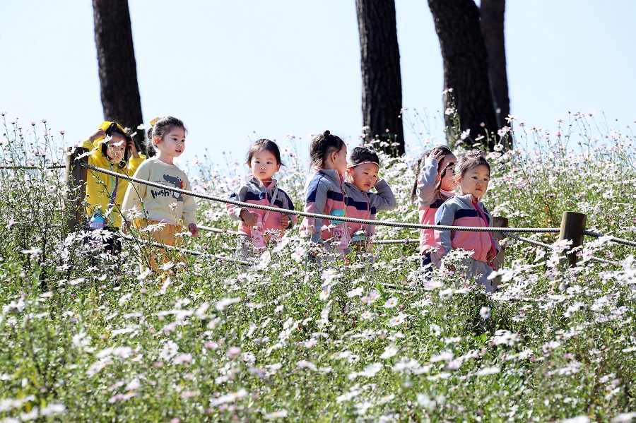 ▲ ‘제17회 정읍 구절초 꽃축제’가 오는 10월 3일부터  13일까지 구절초 지방정원 (산내면 매죽리 571번지)에서 열린다. ⓒ정읍시