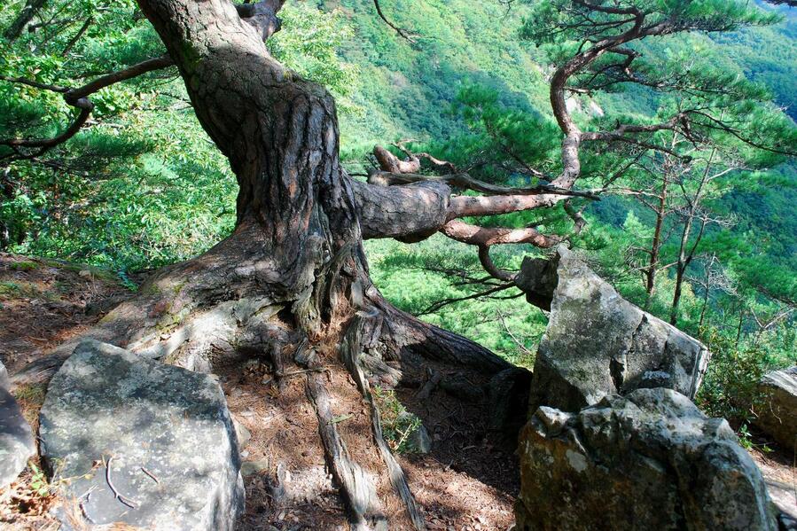 ▲ 살고 싶다고 애원하는 듯한 노송의 절규.ⓒ진경수 山 애호가