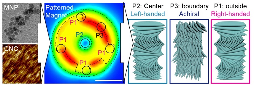 ▲ 자성 나노입자를 셀룰로스 나노 결정 표면에 부착해 자기장 위에 건조하자 스스로 정렬해 오른쪽으로 회전하는 연구 모식도.ⓒ단국대