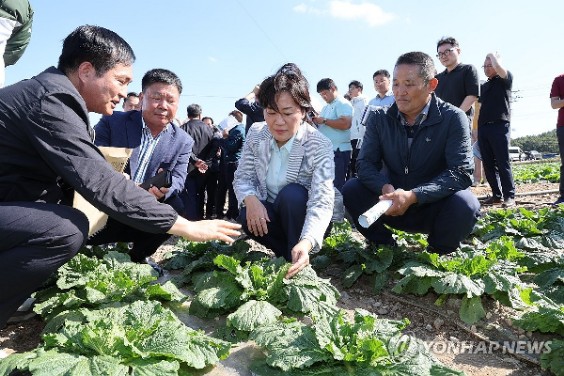 ▲ 송미령 농림축산식품부 장관이 29일 전남 해남군 일원의 배추밭을 찾아 김장배추 작황을 점검하고 있다. ⓒ연합뉴스