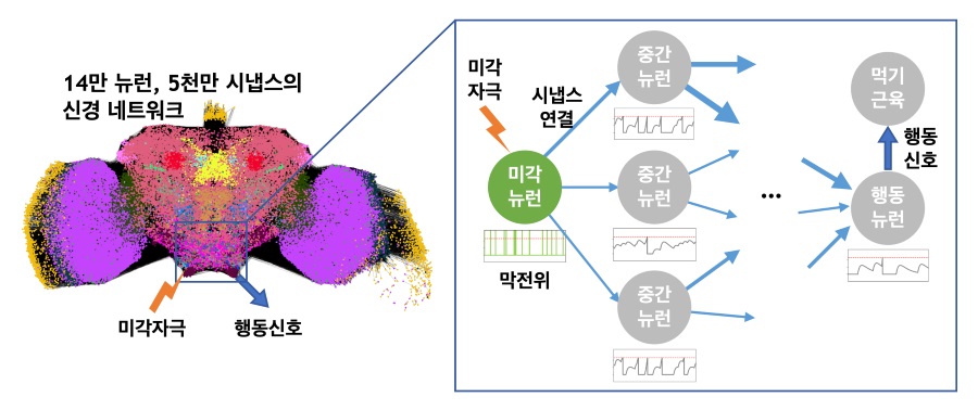 ▲ 미각 자극이 뉴런의 연쇄적 활성으로 전파되어 음식 섭취 행동 뉴런의 활성으로 측정되기까지의 과정 개념도.ⓒ성균관대