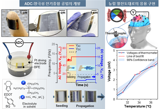 ▲ 반도체 나노박막 합성 및 증착 단일 공정으로 개발된 ADC-양극성 전기중합 기술 및 뉴럴 온도 센서 시연 결과.ⓒ성균관대