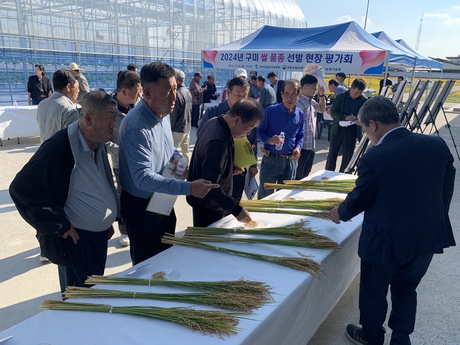 ▲ 경상북도농업기술원은 8일 국립식량과학원, 구미시농업기술센터와 공동으로 신품종 육성을 위한 ‘수요자 참여형 벼 품종 개발 현장평가회’를 벼 작목반 회원 등 60여 명이 참석한 가운데 구미시농업기술센터 시험포장에서 실시했다.ⓒ경북도