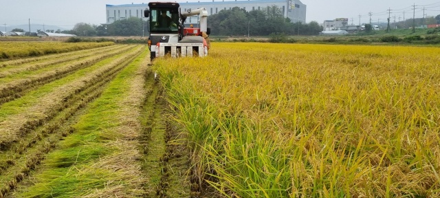 ▲ 용인특례시가 올해 생산한 공공비축미 820톤을 매입한다. 사진은 용인지역 한 논에서 벼를 수확하는 모습. ⓒ용인시 제공