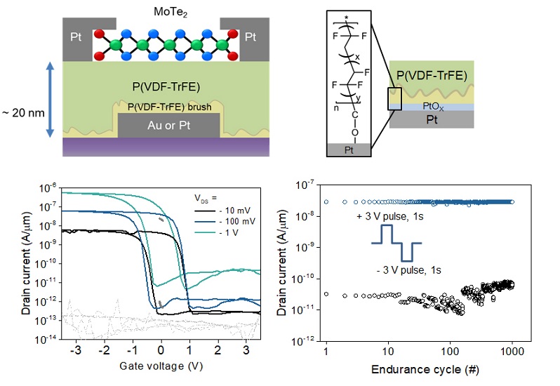▲ 2차원 반도체 채널 이텔러륨화몰리브덴(MoTe2)과 금(Au) 게이트 사이에 20 nm 극박막 P(VDF-TrFE) 강유전 결정층을 갖는 비휘발성 메모리 트랜지스터의 단면 모식도 (상, 좌측), P(VDF-TrFE)-brush 층의 분자구조 (상, 우측), 트랜지스터의 메모리 이력곡선 (하, 좌측). 메모리 사이클 성능 결과 (하, 우측).ⓒ연세대