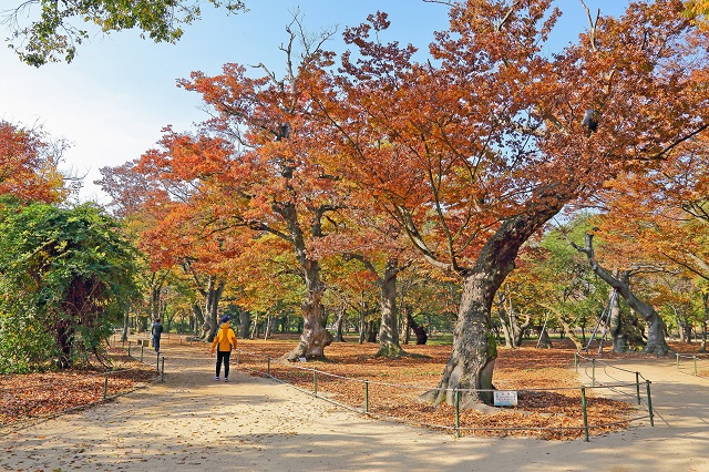 ▲ 경주 계림 전경.ⓒ경주시