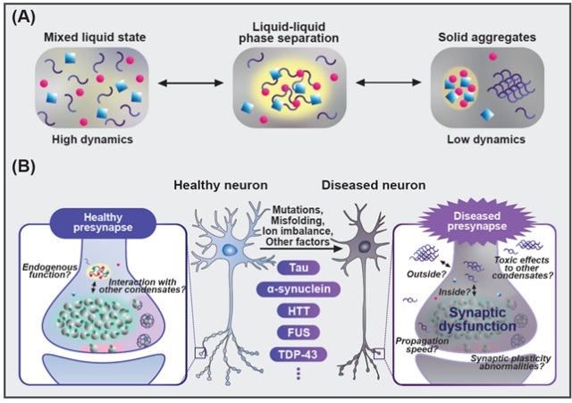 ▲ 액체-액체 상 분리 현상과 신경퇴행성 질환의 연관성.ⓒ가톨릭대
