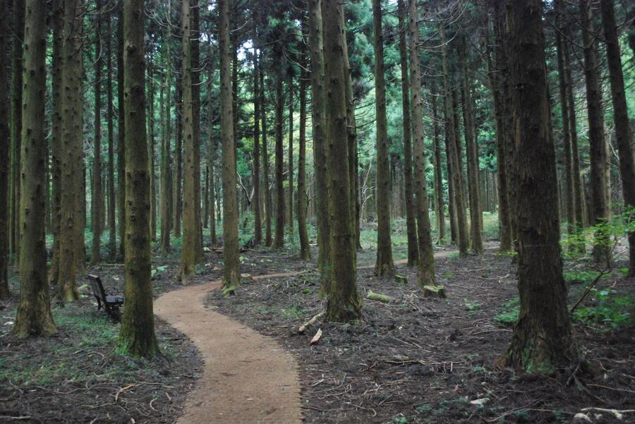 ▲ 다양한 식물들이 자생하고 있는 삼나무 숲길.ⓒ진경수 山 애호가