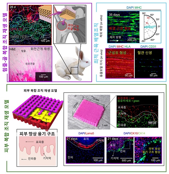 ▲ 복합조직 재생 모델.ⓒ성균관대