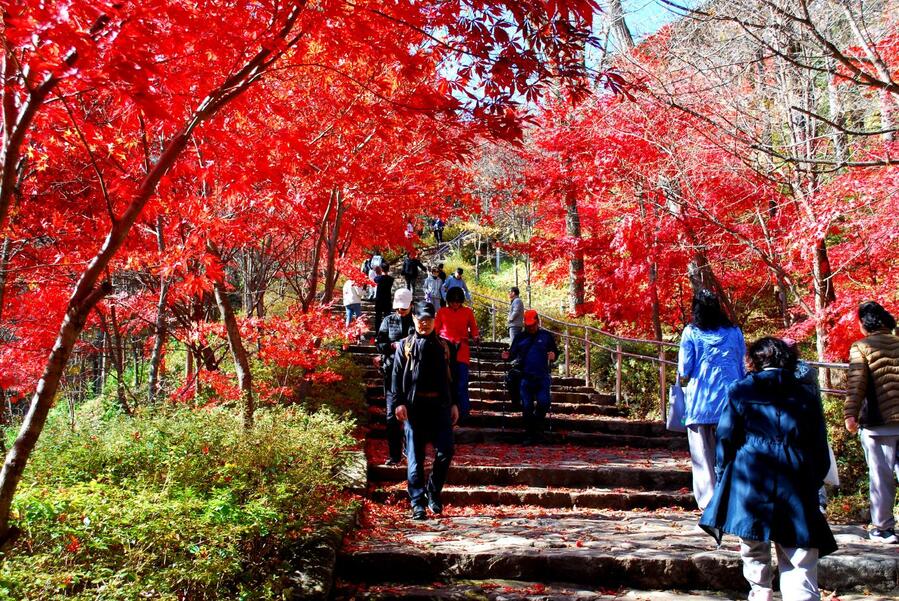 ▲ 상원사를 오르는 계단 길의 단풍.ⓒ진경수 山 애호가