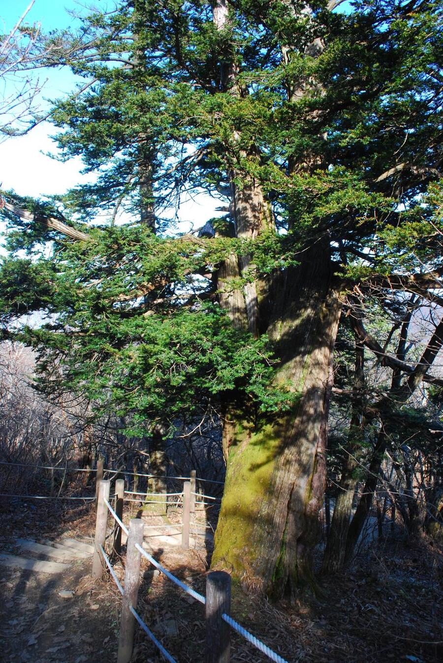 ▲ 비로봉과 상왕봉를 잇는 능선 구간의 주목나무.ⓒ진경수 山 애호가