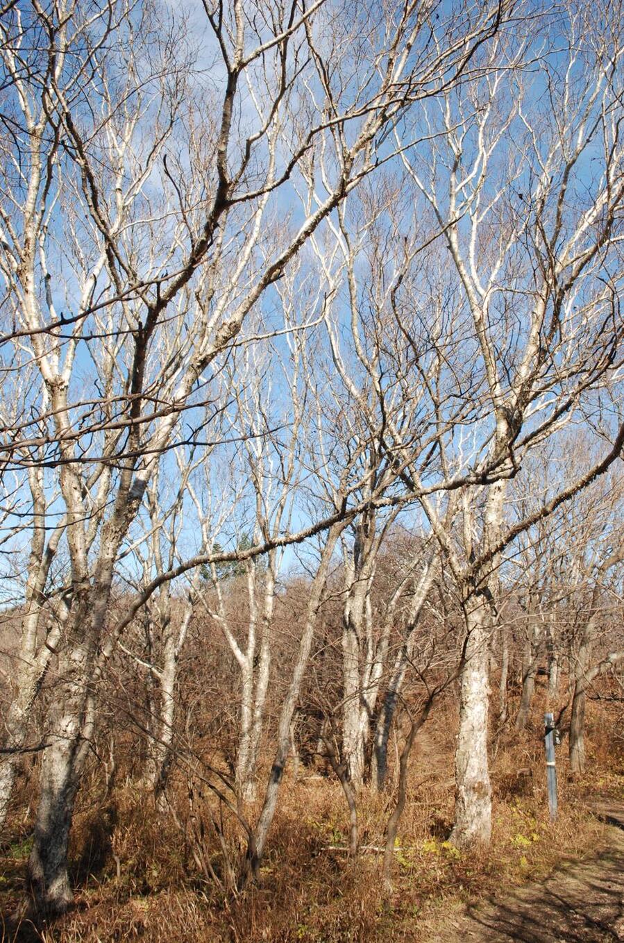 ▲ 비로봉과 상왕봉를 잇는 능선 구간의 자작나무.ⓒ진경수 山 애호가