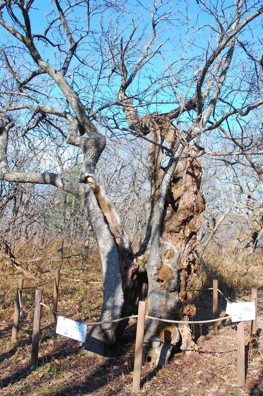 ▲ 등산객의 아이젠과 스틱에 찍힌 아픈 나무.ⓒ진경수 山 애호가