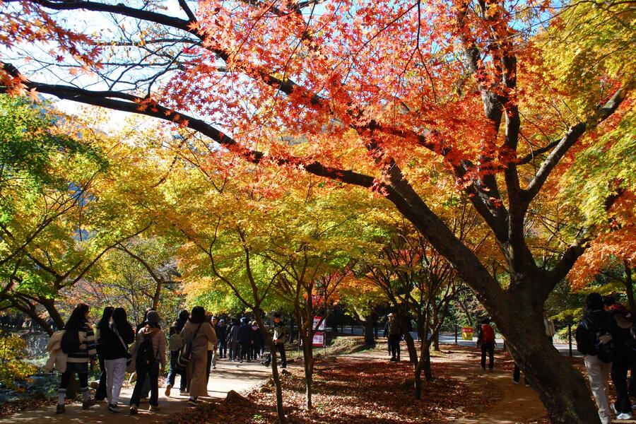 ▲ 내장산 오색단풍길.ⓒ진경수 山 애호가