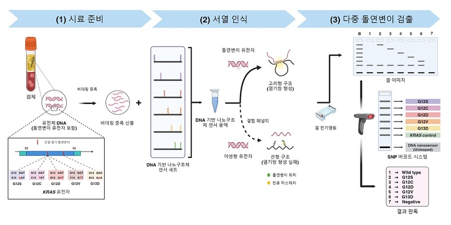 ▲ 이번 연구에서는 DNA 기반 나노구조체 센서와 비대칭 증폭을 통해 게놈 내 돌연변이 다중 검출 기술을 개발했다. 이를 활용해 인간 유전체 내 질병 관련 돌연변이 유전자의 다중 검출이 가능하다.ⓒ연세대