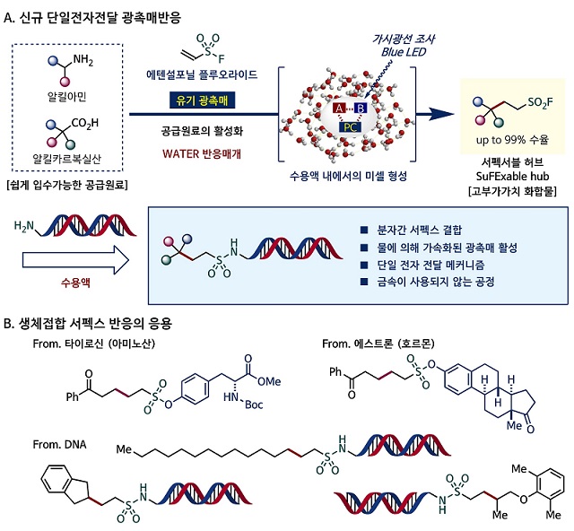 ▲ 물에 의해 가속화된 단일전자전달 광촉매반응 및 SuFEx 생체접합의 응용 설명 이미지.ⓒ성균관대