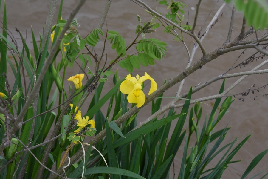 ▲ 노랑꽃창포.ⓒ국립낙동강생물자원관