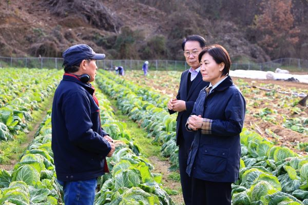 ▲ 송미령 농림축산식품부 장관이 19일 충북 괴산군 배추밭에서 배추 생육 상황을 점검하고 있다. ⓒ농림축산식품부