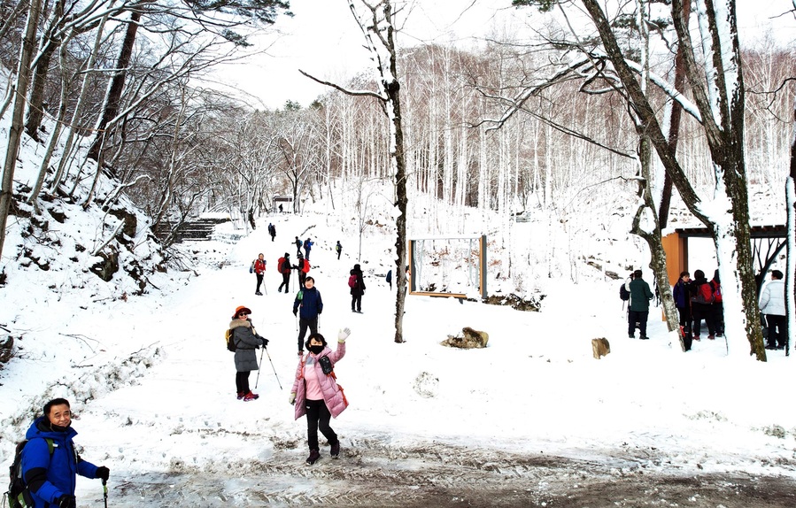 ▲ 영양군(군수 오도창) 깊은 산골 수비면 죽파리에 소재한 ‘영양 자작나무숲’에 가면 나무를 알록달록 물들였던 단풍이 지고 눈이 내려 온통 하얗게 물든 순백세상을 만날 수 있다.ⓒ영양군