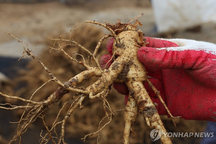 ▲ 인삼 수출이 지난해에 이어 부진한 성과를 내고 있다. ⓒ연합뉴스