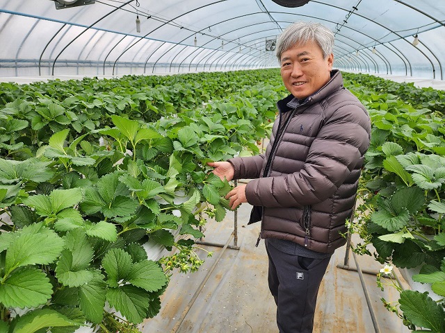 ▲ 류동진 연무농협 공선회 회장이 딸기를 살펴보고 있다.ⓒ강필성 기자