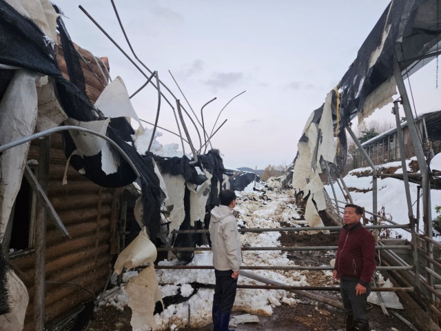 ▲ 지난 28일 장주익 수원축협 조합장이 폭설 피해 농가 현장을 살펴보고 있다. ⓒ수원축협 제공