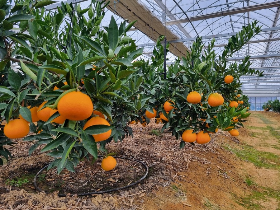 ▲ 진천군은 이상기후에 선제적으로 대응하고 지역 농업의 고소득화를 이루기 위해 실증시험포서 만감류(레드향, 천혜향, 한라봉) 등 아열대 작물을 실증 재배하고 있다.ⓒ진천군