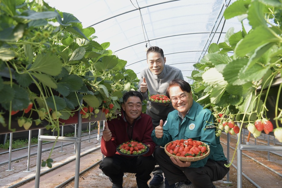 ▲ 청도군(군수 김하수)은 4일 맛과 향이 뛰어난 명품 청도딸기의 본격적인 출하를 앞두고, 김하수 청도군수가 매전면 남양리 소재 하이베드 딸기 재배농가를 직접 방문하여 격려했다.ⓒ청도군