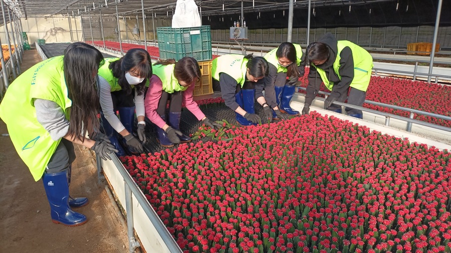 ▲ 공무원, 도시농부, 농협 직원, 자원봉사자 등 120여 명의 지원단이 금왕읍과 대소·삼성·생극면의 시설하우스 피해 농가를 찾아 활발히 복구 작업을 진행하고 있다.ⓒ음성군