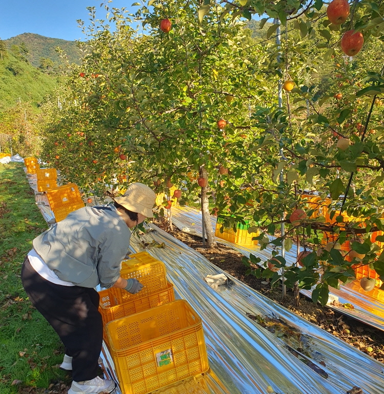 ▲ 증평군이실시한 ‘증평형 농촌일손 더하기’ 시범사업이 지역 농민들에게 큰 호응을 얻고 있다.ⓒ증평군