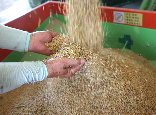 ▲ 한 농민이 곡물건조기에서 벼 이삭의 상태를 살피는 모습. ⓒ뉴시스