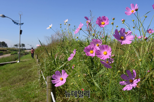 ▲ 서울 마포구 하늘공원에 핀 코스모스 ⓒ뉴데일리DB