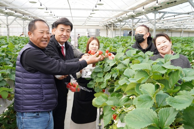 ▲ 방세환 광주시장(왼쪽 2번째)과 광주지역 딸기 농장 관계자들이 '수수락딸기'를 선보이고 있다. ⓒ광주시 제공