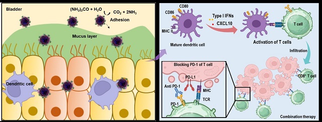 ▲ 요소 분해효소 추진 나노모터의 방광 내 투여 후 방광암 면역치료 기작 모식도.ⓒ포스텍