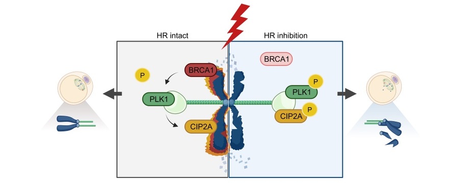 ▲ 난자의 염색체 안정성 유지 기전 모델. DNA 손상이 발생하면 BRCA1이 염색체로 모집되어 방추극에서 PLK1의 활성을 억제한다. 이는 CIP2A가 방추극에서 손상된 염색체로 재배치되도록 유도하여 염색체의 파편화를 방지한다. 그러나 상동 재조합(HR)이 억제되거나 BRCA1이 결핍된 경우, DNA 손상 후에도 PLK1의 활성이 유지되어 CIP2A가 손상된 염색체로 제대로 모집되지 못하고, 이로 인해 염색체 파편화가 발생한다.ⓒ성균관대