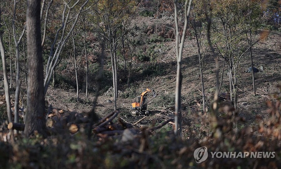 ▲ 지난달 22일 오후 경남 밀양시 무안면 한 야산에서 소나무재선충병에 걸린 소나무를 베어내는 작업이 진행되고 있다. ⓒ연합뉴스