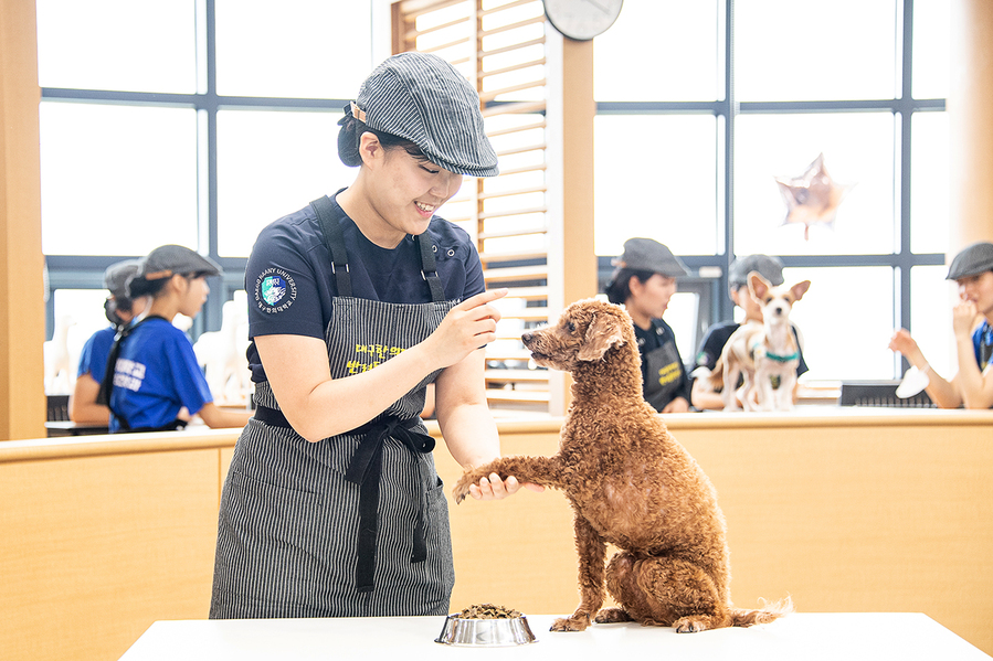 ▲ 대구한의대학교(총장 변창훈) 반려동물보건학과(학과장 이재연)는 최근 농림축산식품부가 실시하는 ‘동물보건사 양성기관 완전인증’을 획득했다.ⓒ대구한의대