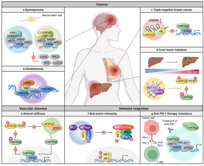 ▲ 연구 요약 개념도.ⓒ서울시립대