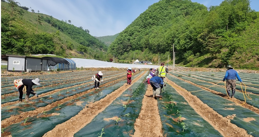 ▲ 단양군 귀농인들이 농사체험을 하고 있다.ⓒ단양군