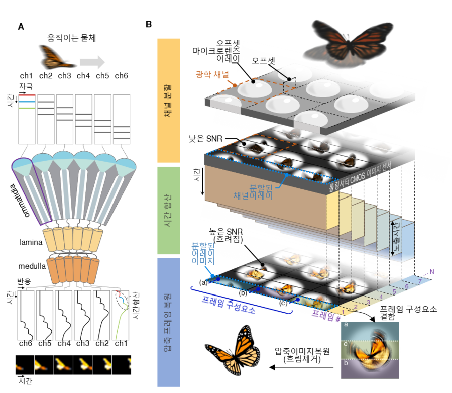 ▲ 빠른 눈을 가진 곤충의 시각 시스템과 카메라 동작 원리.ⓒKAIST