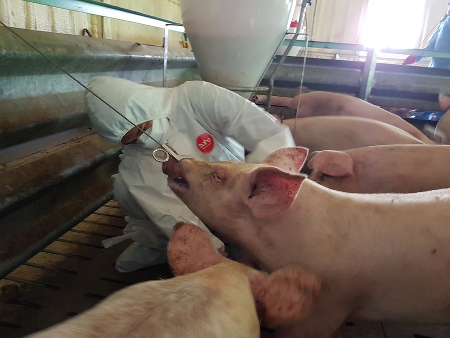 ▲ 충북도동물위생시험소에서 돼지 질병검사를 하고 있다.ⓒ충북도