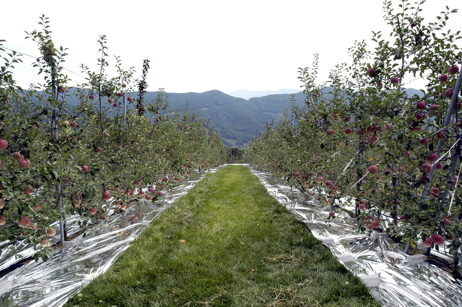 ▲ 오미자 농장.ⓒ문경시