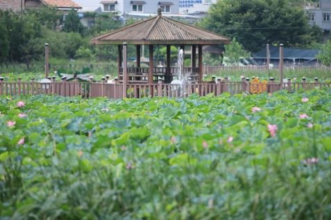 ▲ 장암동 연꽃방죽 전경.ⓒ청주시