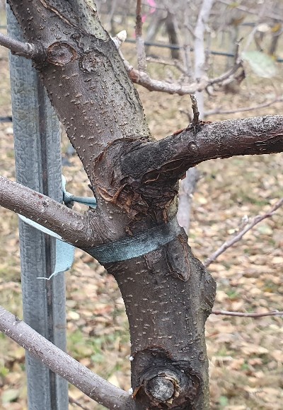 ▲ 영양군 농업기술센터는 1월 13일부터 4월 25일까지 과수화상병 전염원 사전제거 집중기간을 운영한다. (사진은 과수화상병 궤양).ⓒ영양군