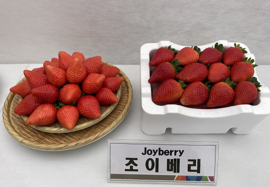 ▲ 충남농업기술원이 특허권을 획득한 조이베리 딸기.ⓒ충남농업기술원