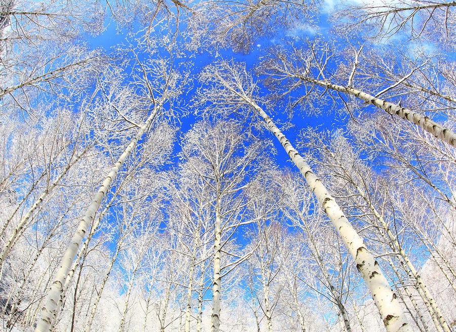 ▲ 영양군은 ‘머무르고 싶고, 다시 오고 싶은 영양’으로 탈바꿈하기 위해 당당하게 자부해왔던 생태관광의 메카라는 영양군의 관광사업, 스케치 위로 색을 입혀가는 중이다. (사진은 영양자작나무숲).ⓒ영양군