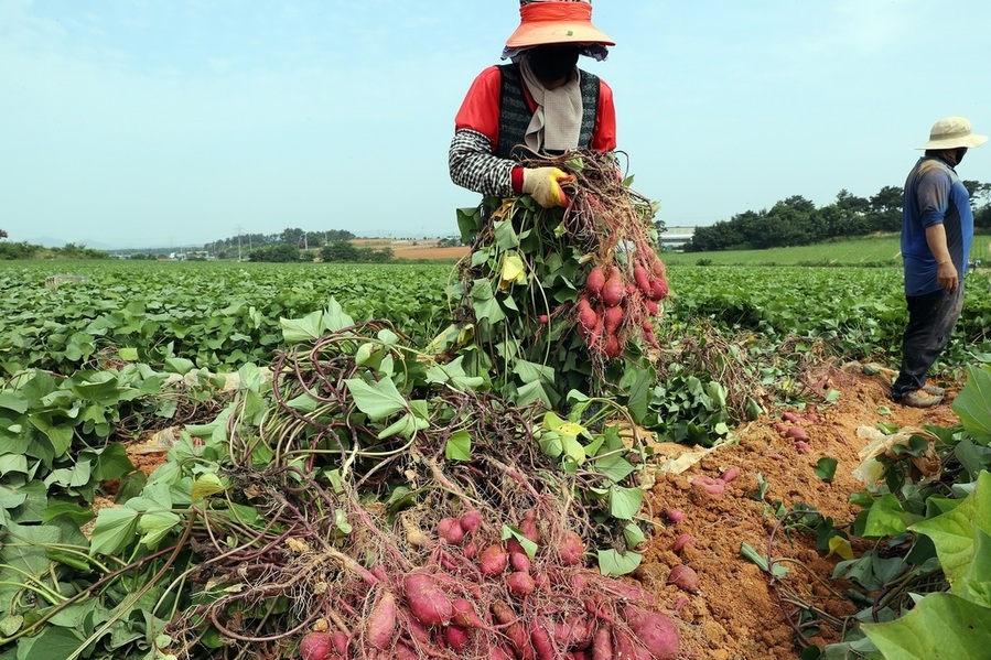 ▲ 증평군은 상반기 1000명, 하반기 1000명 등 2000명을 일손 돕기에 지원할 계획이다.ⓒ증평군